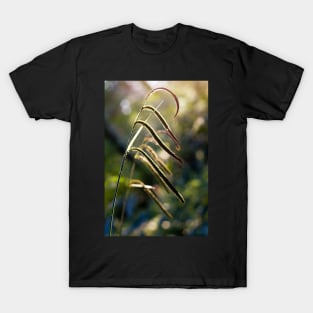 Pendulous Sedge Carex Pendula T-Shirt